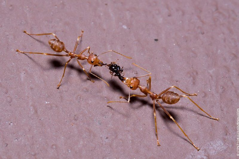 муравьи, тайланд Потягушки фото превью