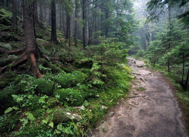 карпаты, осень, природа, пейзаж, утро, лес живой лес фото превью