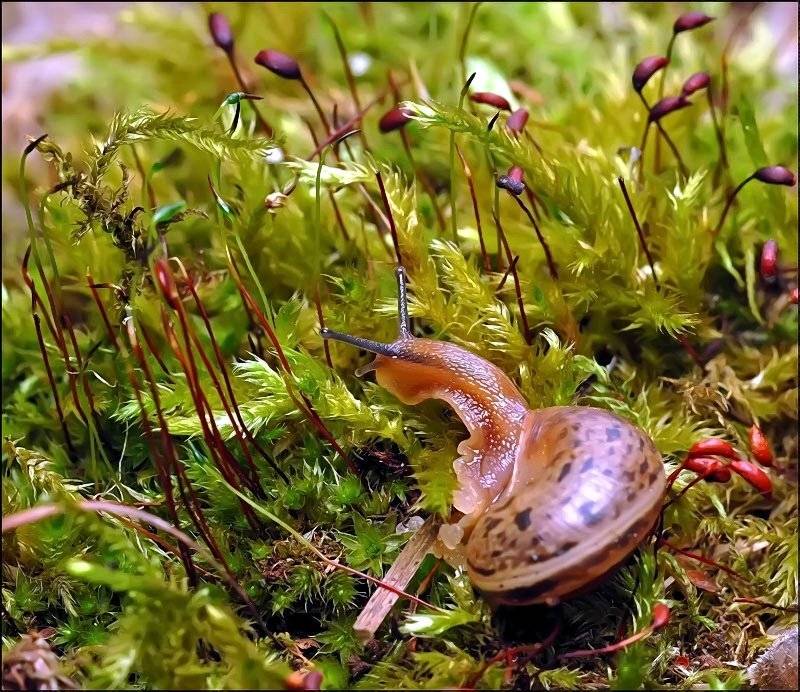 , Андрей Осокин