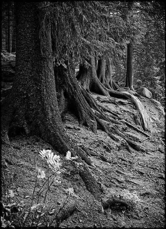 норвегия, берген, Лариса Гурьева