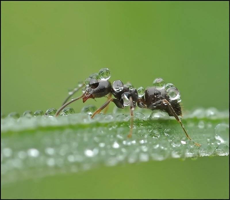 , Андрей Осокин
