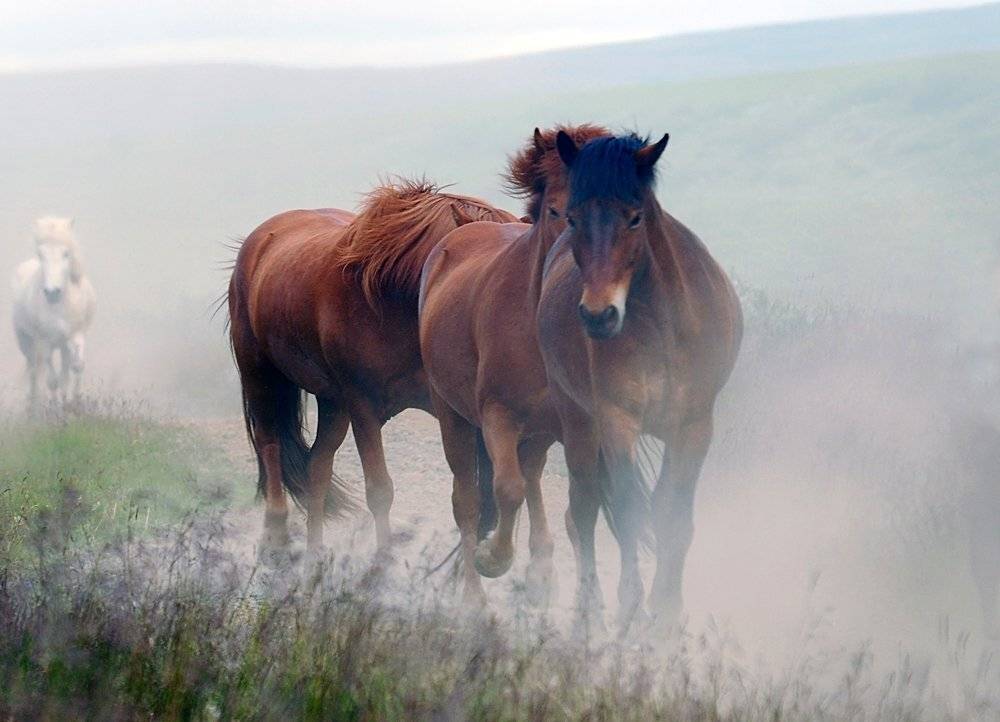 лошади, Ксения