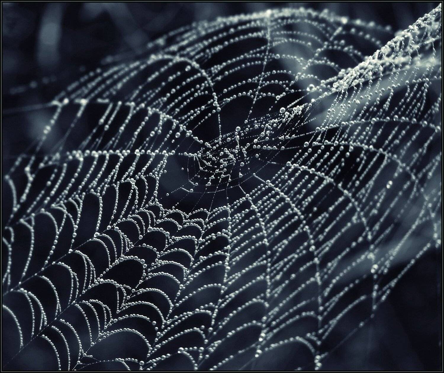 паутина, роса, Владимир