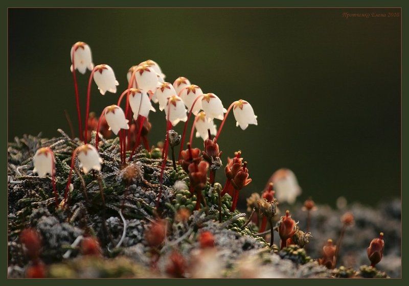 МИР - каким я его вижу. фото превью