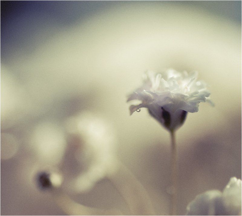 Lonely tear фото превью