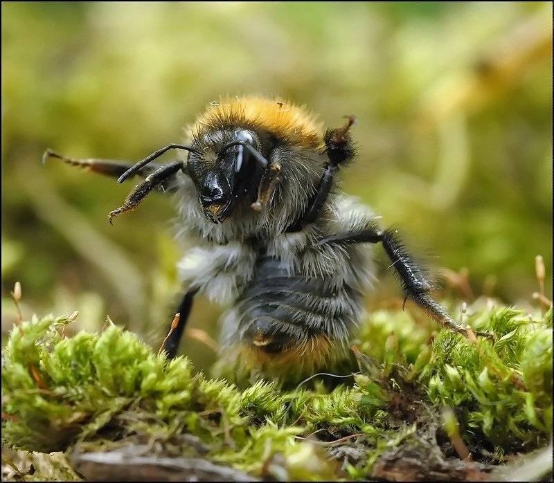 , Андрей Осокин