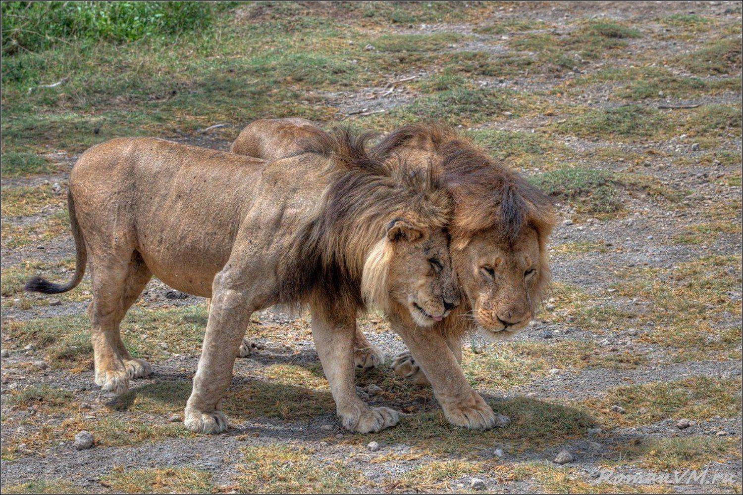 африка, танзания, серенгети, лев, Роман Мурушкин