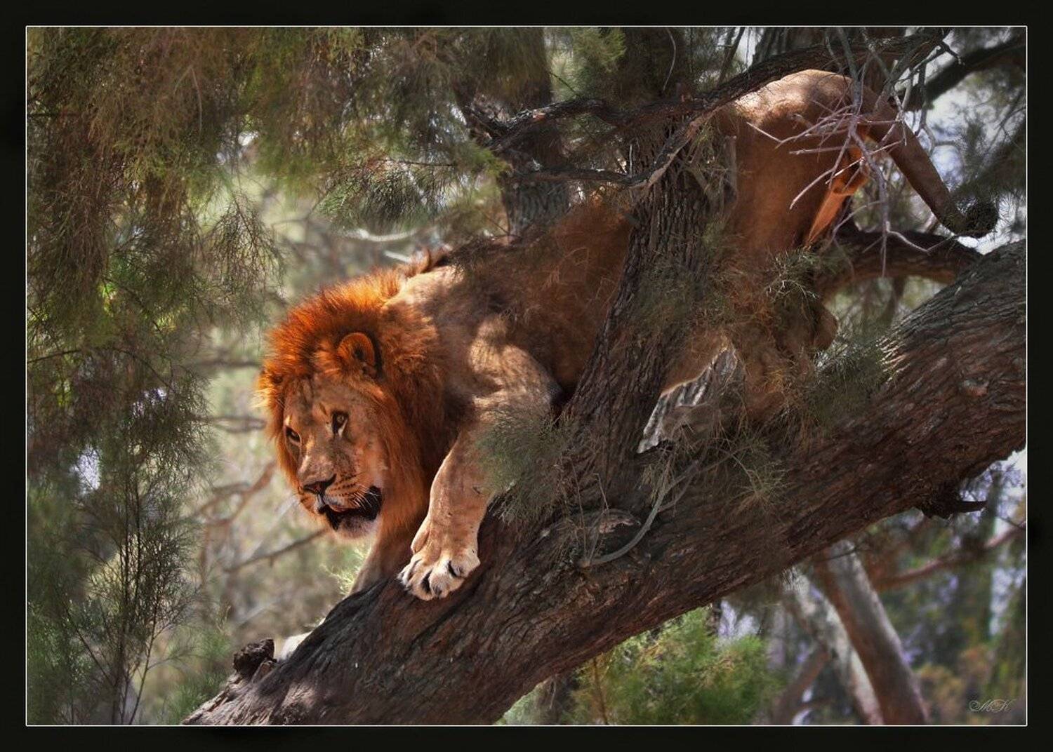 охота, лев, Miron Karlinsky