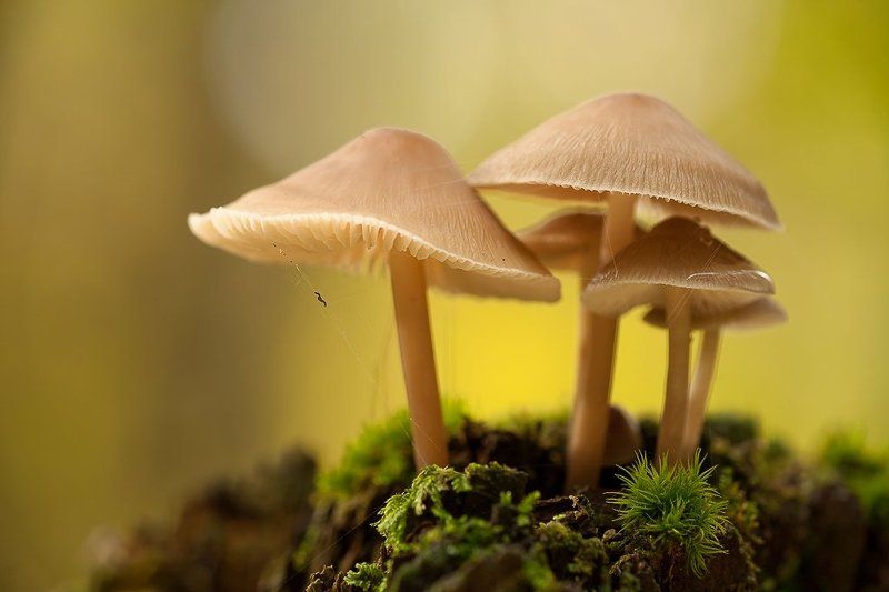 гриб, осень под пологом осеннего леса фото превью