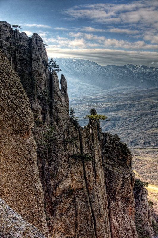 И на камнях растут деревья фото превью