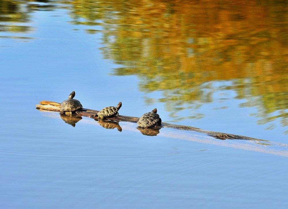 черепахи, утро, вода, рассвет, Pavel