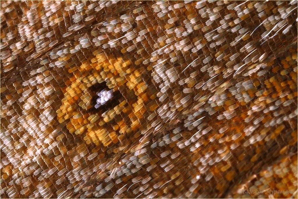 кареглазка, мегера, , lasiommata, megera, Надежда Муравьёва