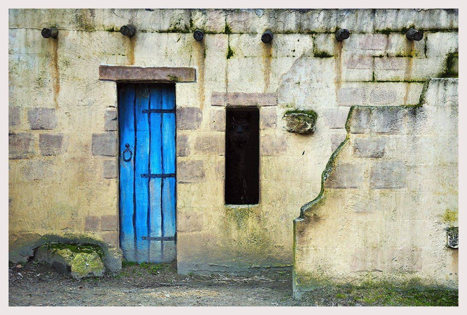 mondo, verde, ландшафтный, парк, лама, Vitaliy