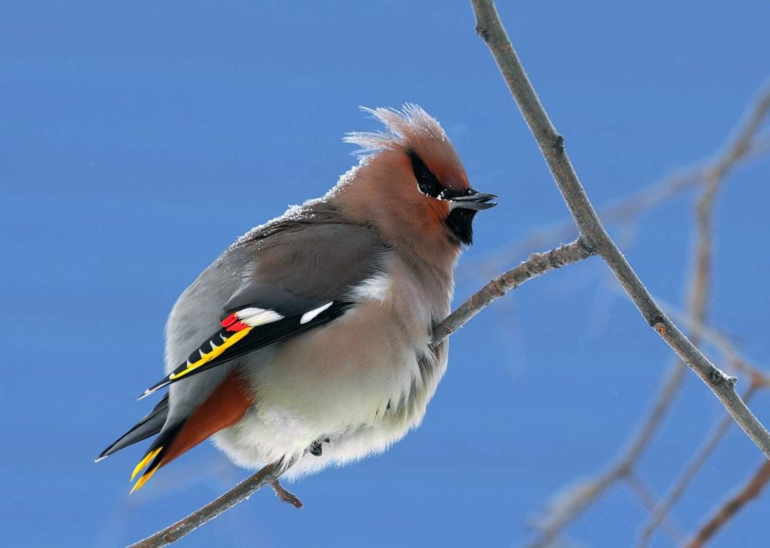 февраль, зима,свиристель, Ермолаев Андрей