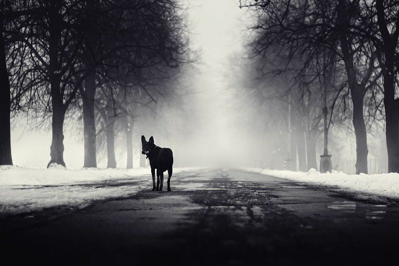 dog, fog, dmitry,alekseyev, bw, toned, road, park Follow me II фото превью