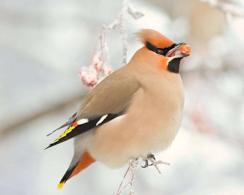 свиристель, обыкновенный, -, bombycilla, garrulus, Алексей Горохов