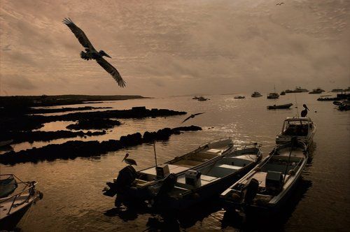 Из жизни пеликанов...