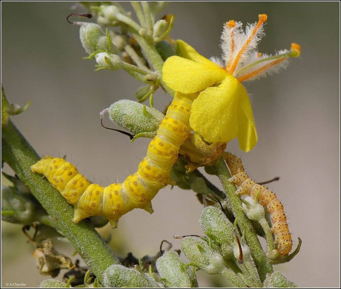 гламур,шляпка,гусеницы,совка,cucullia,коровяк, Александр Чувилин