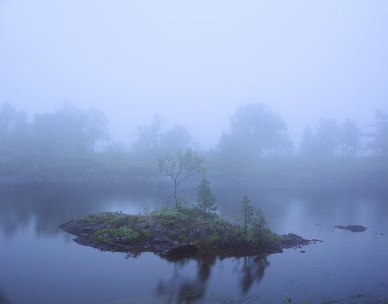 Дерево фото превью