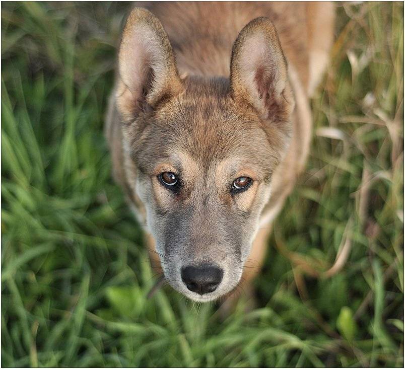 , Андрей Осокин