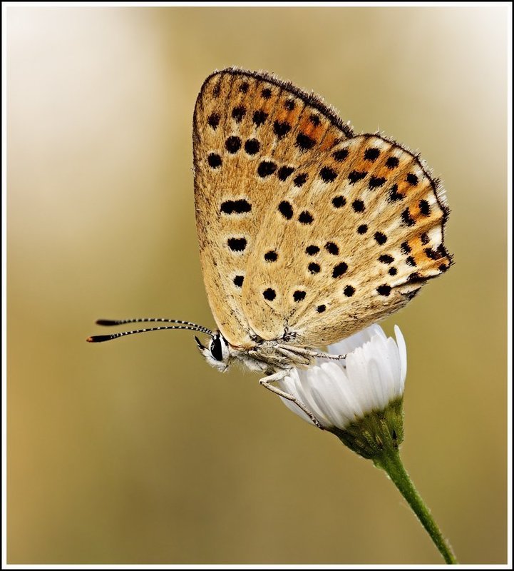 макро, бабочка, утро *** фото превью