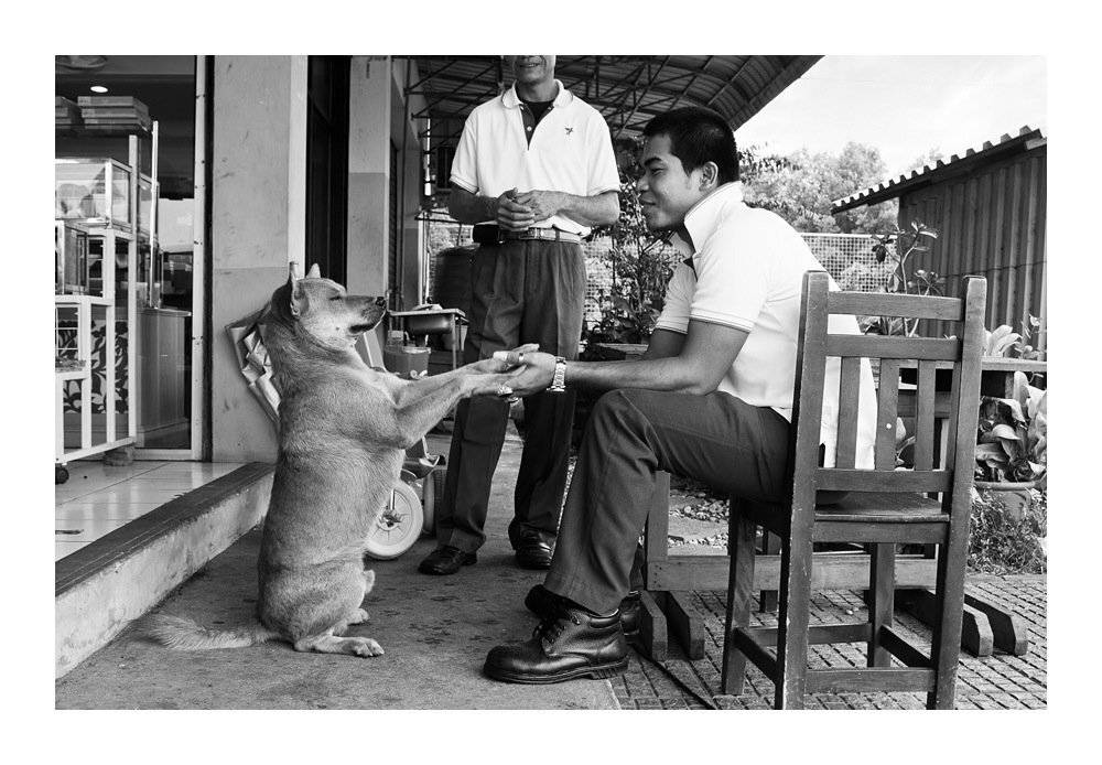 друг, собака, служба, дружба, Артем Кодолов