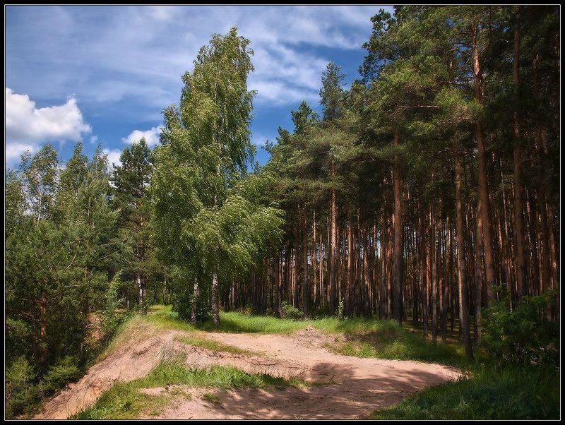 Лес... фото превью