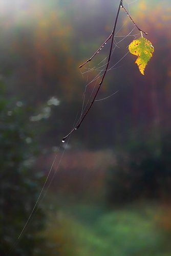 Осенняя печальная
