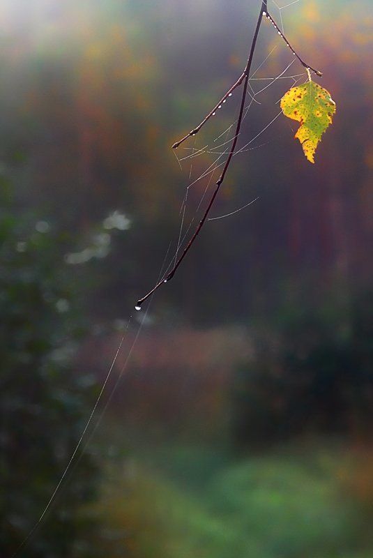 осень Осенняя печальная фото превью