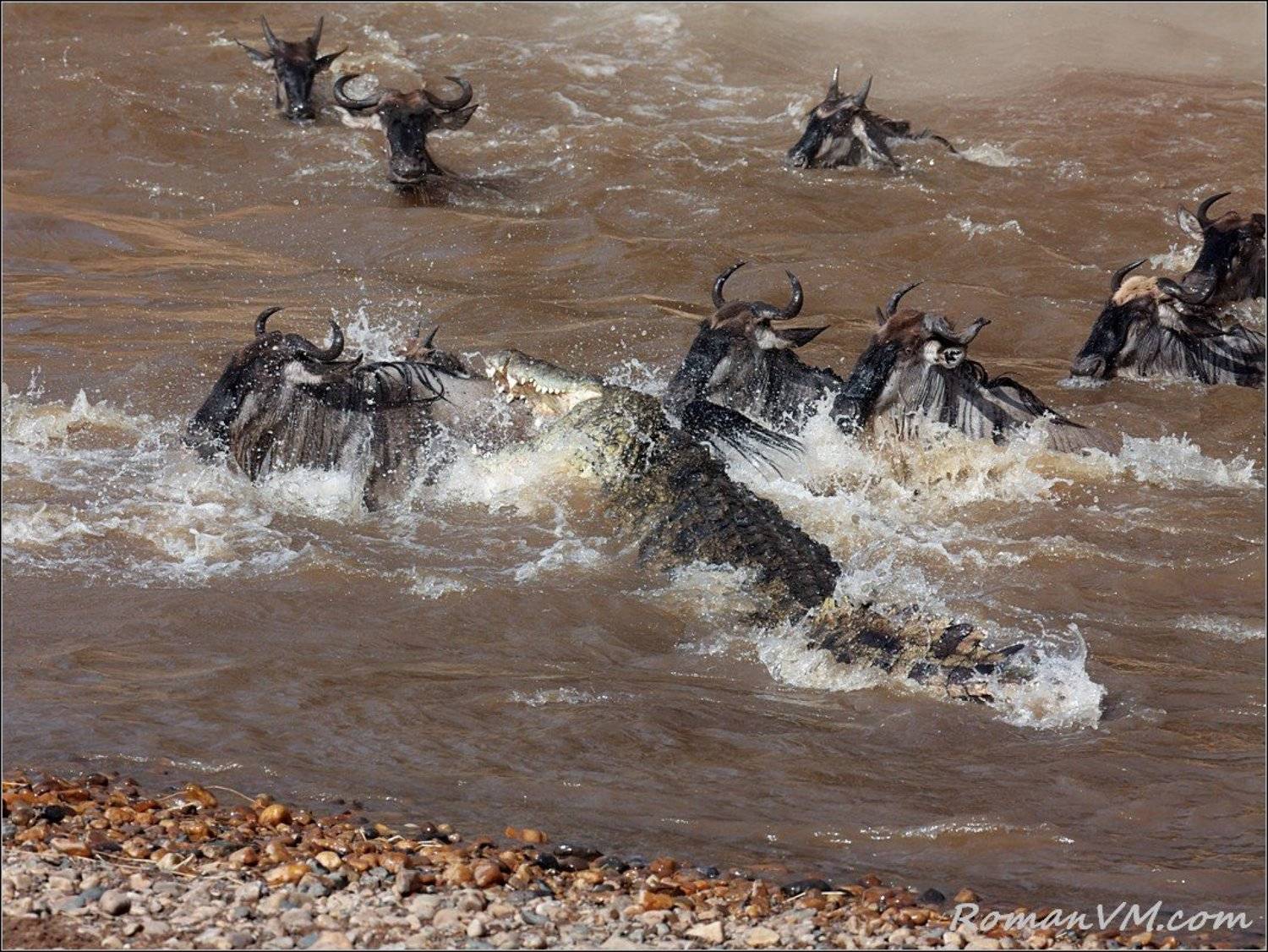 африка, кения, тран-мара, антилопа гну, нильский крокодил, река мара, Роман Мурушкин