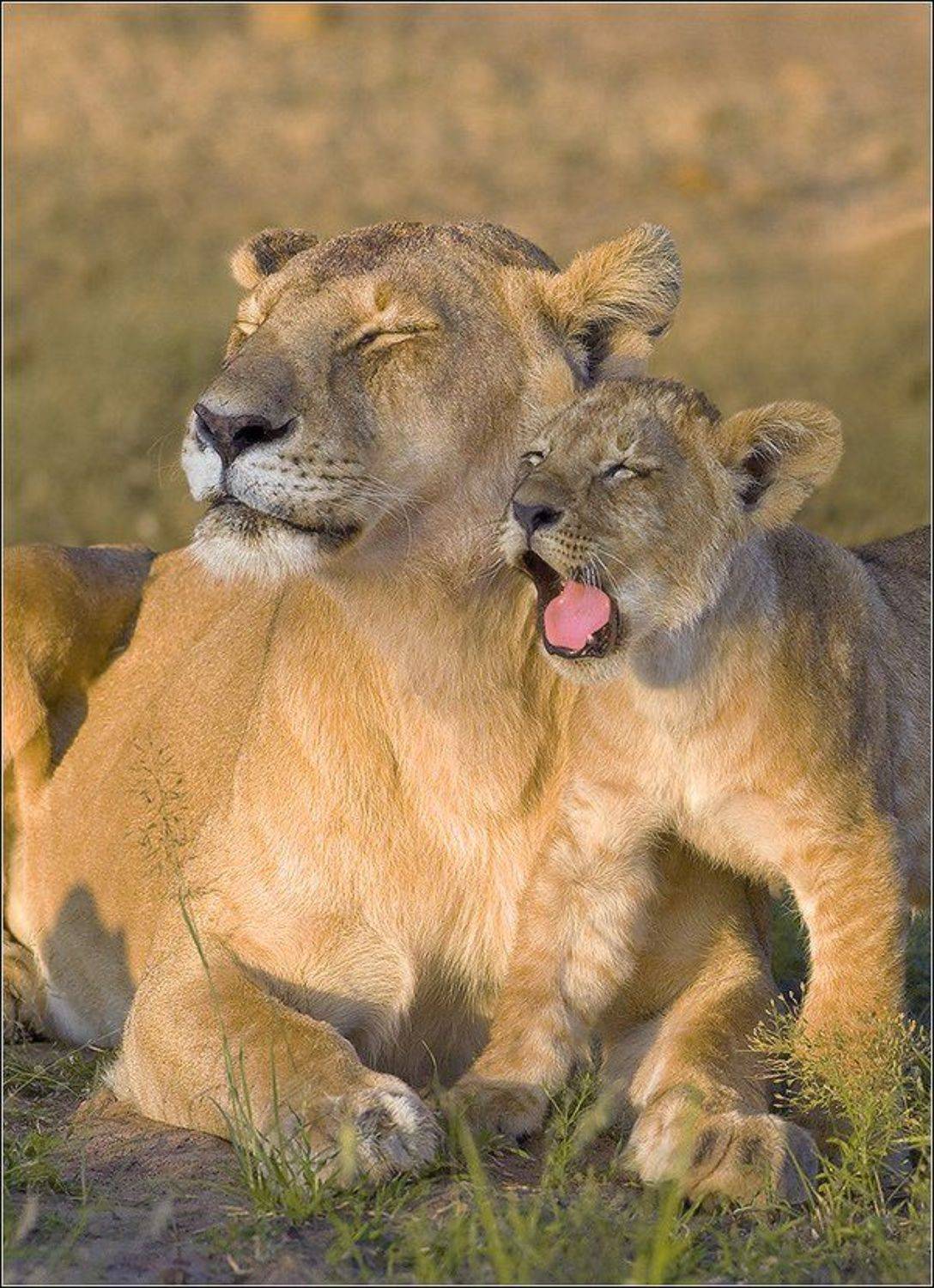 , Игорь Гущин