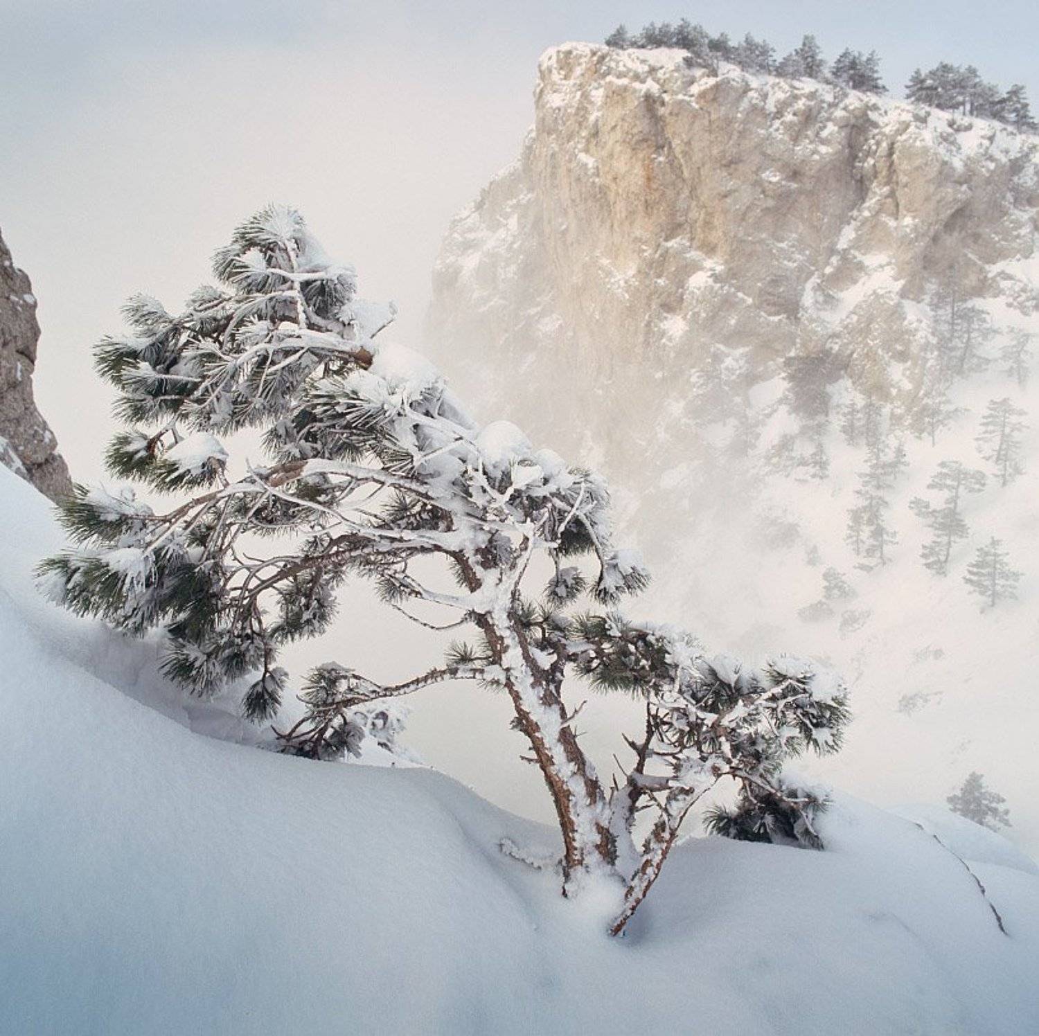 горы, снег, сосна, astia 100f, Алексей Пучков