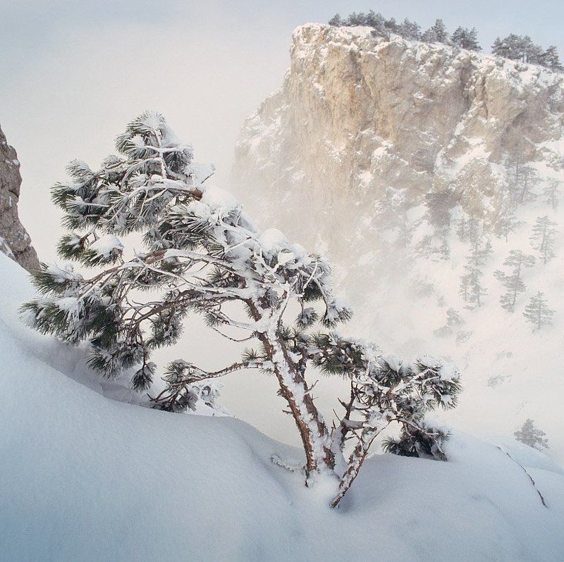 лес20 фото превью