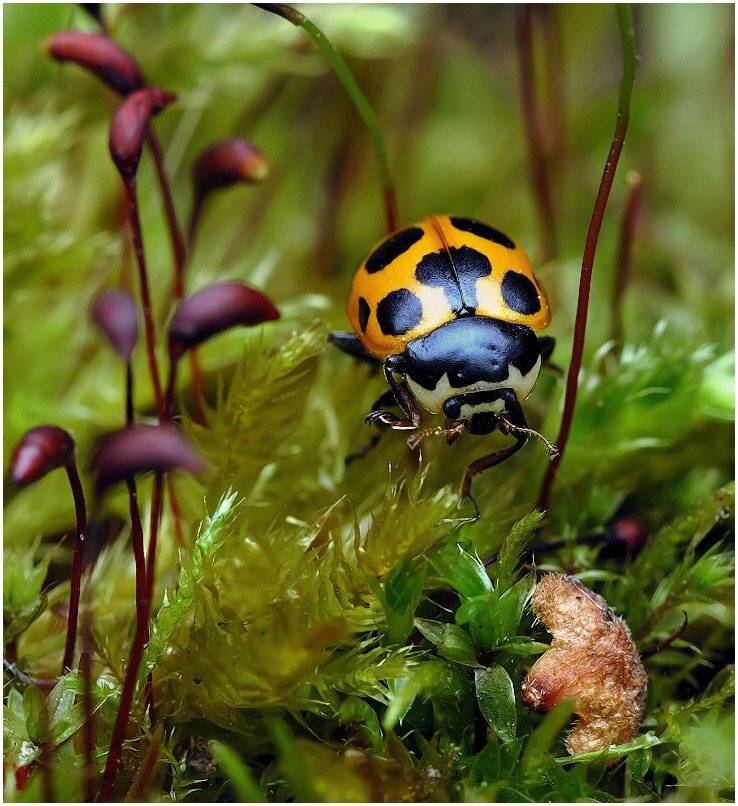 , Андрей Осокин