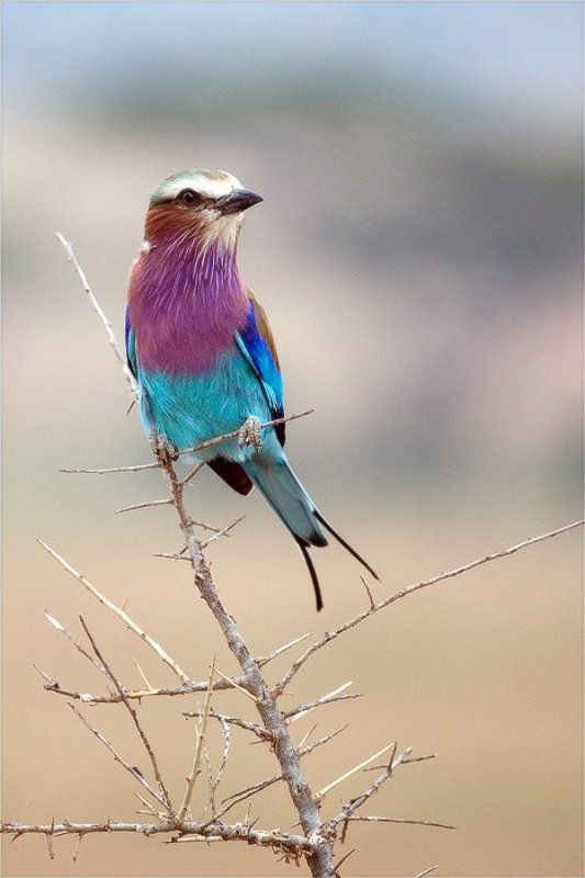 Цветочек для Элизабет фото превью