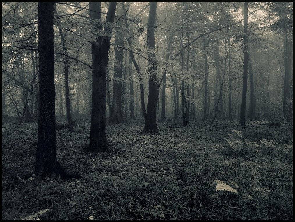 осень, утро, лес, туман, Владимир