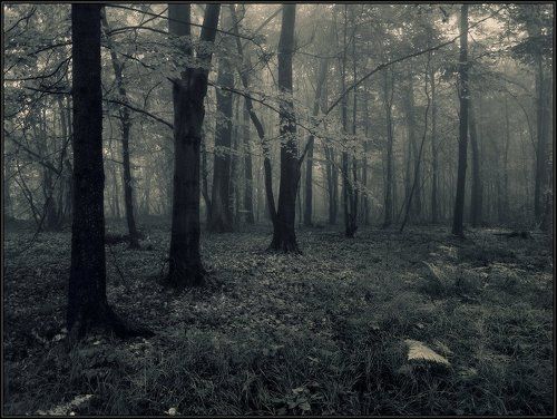 Призрачный лес