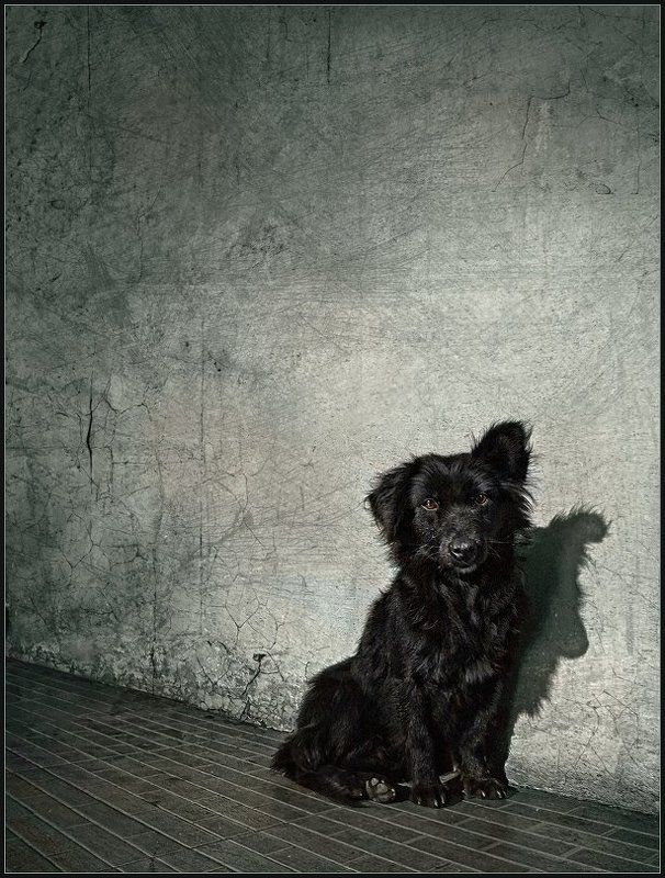 Дружок ... фото превью