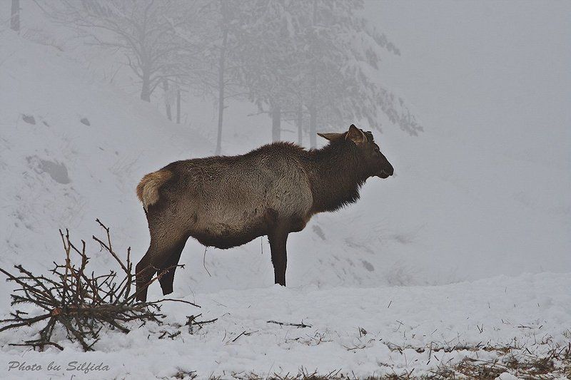 моралы, зима, снег Из жизни маралов. фото превью