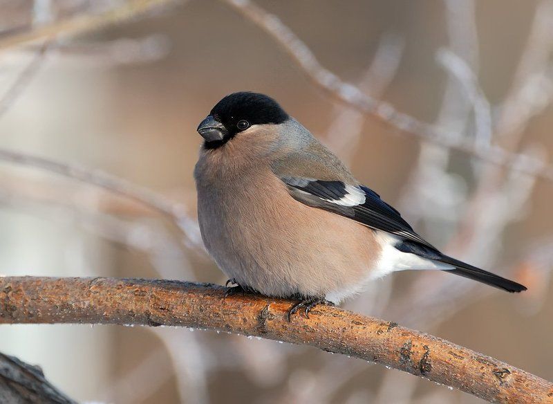 февраль, снегирь,самка Mademoiselle Снегирёва... фото превью