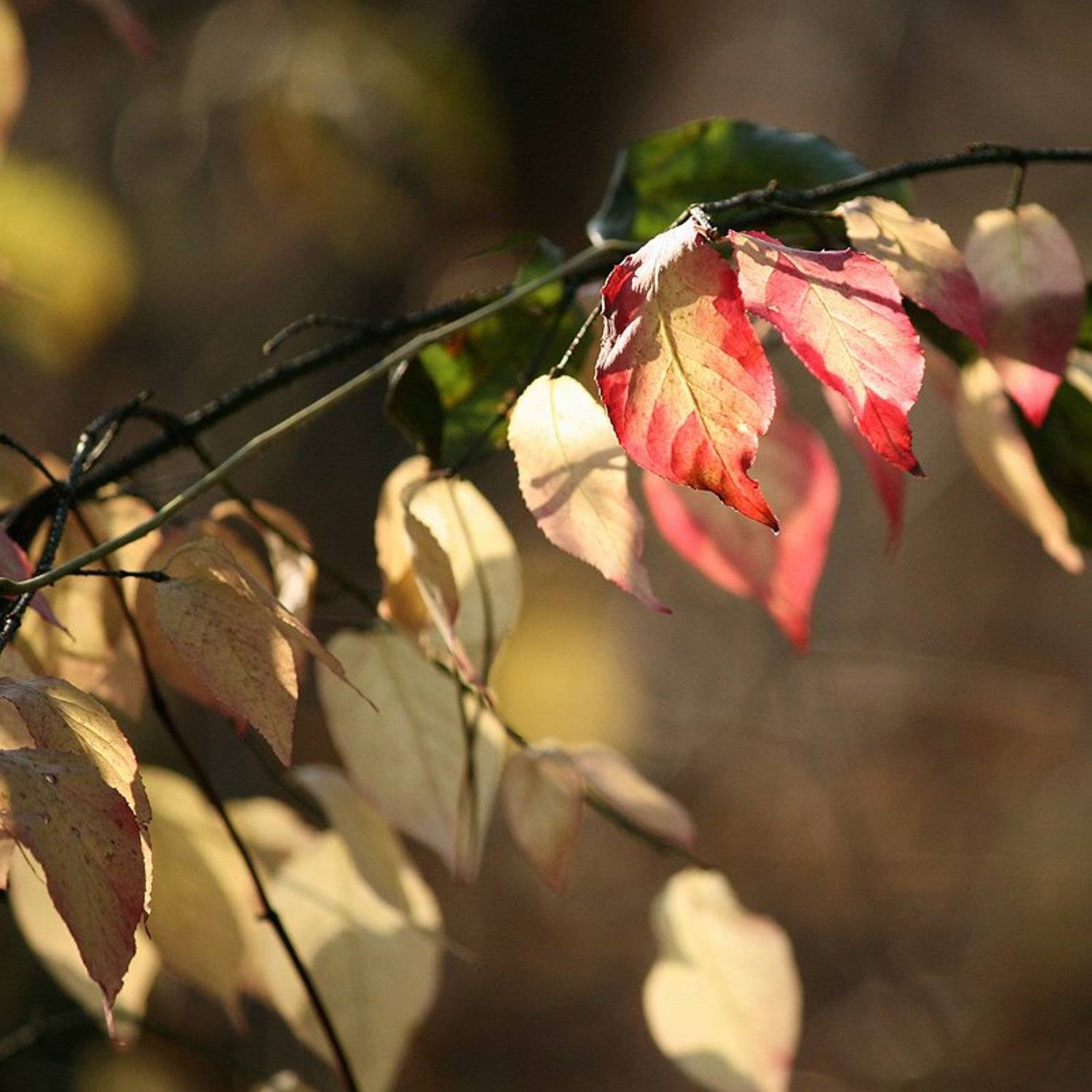 , Володимир Коцюбенко
