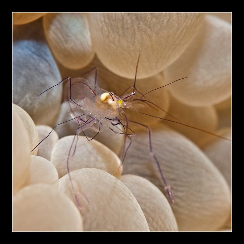 креветка Макро-набор к пиву фото превью