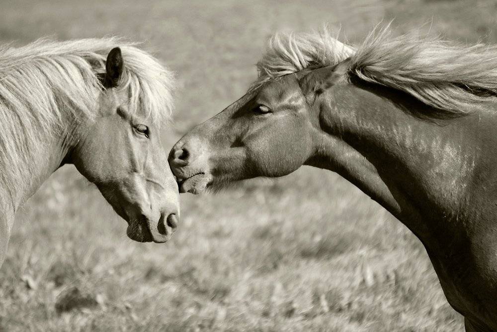 лошади, Ксения