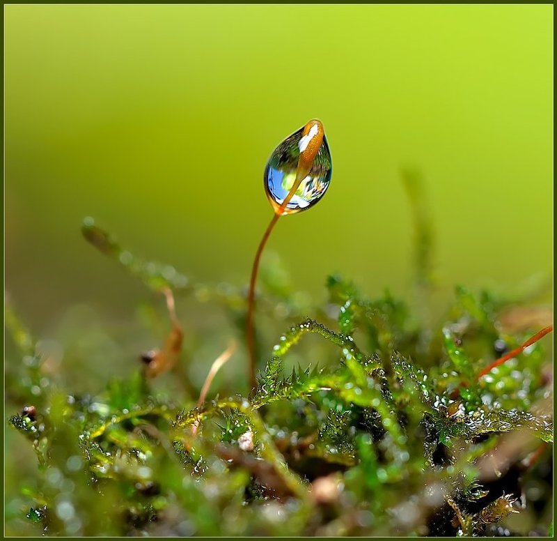 макро,капли,вода, В одиночестве. фото превью