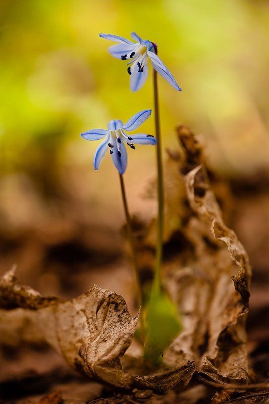 весна весенние фото превью