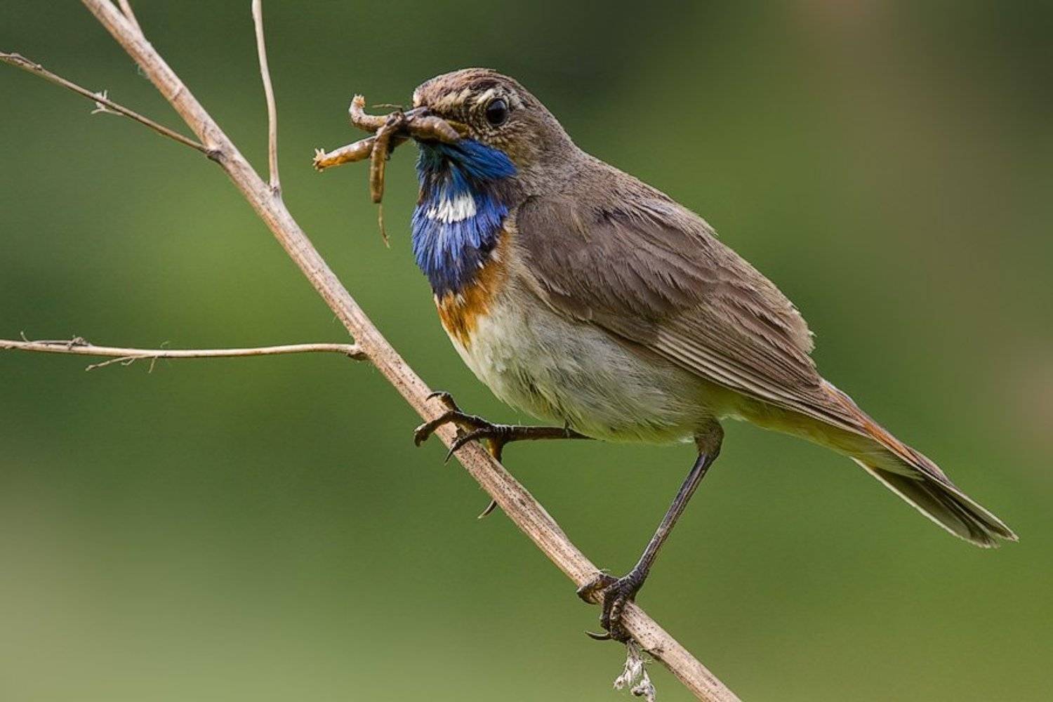 варакушка, птичка, самец, насекомые, добыча, Георгий Грушин (Photo-classic)