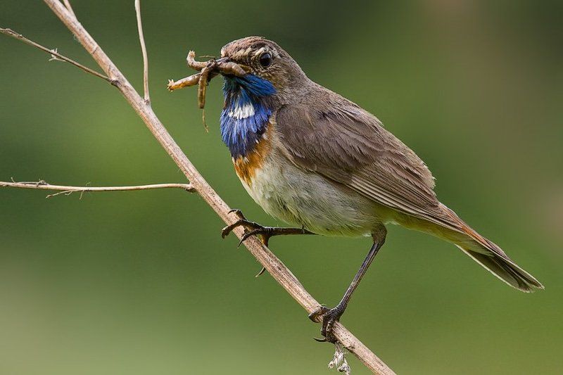варакушка, птичка, самец, насекомые, добыча Жена, я вкуснятину принес фото превью