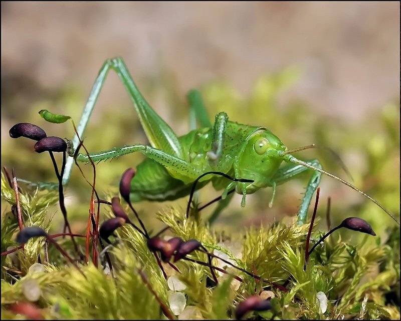 , Андрей Осокин