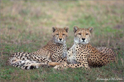 И дочь, и подруга...