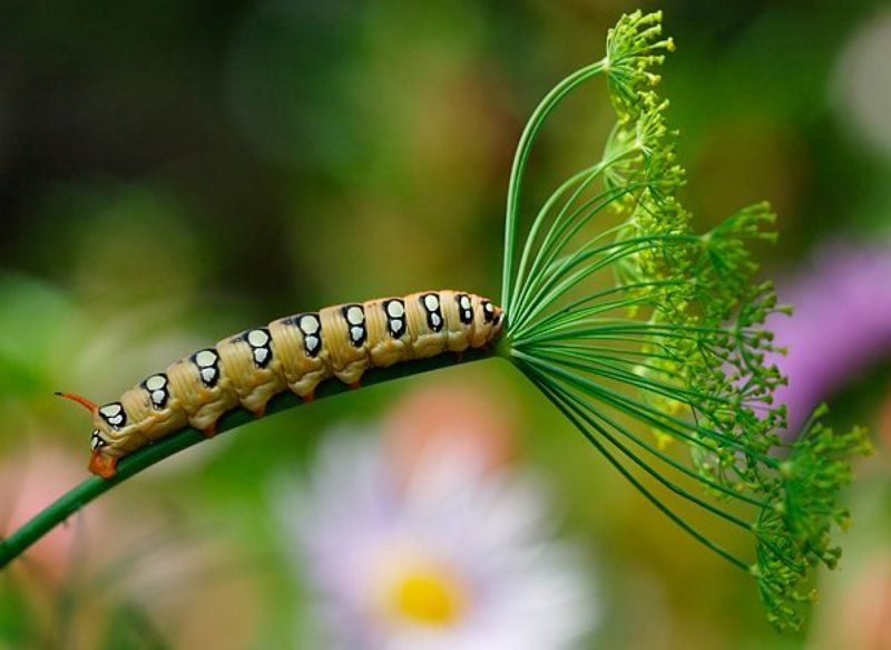Макроподборка фото превью